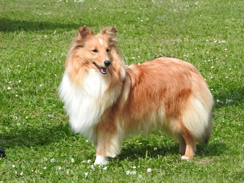 Une lilipuce des petites fées des  sables