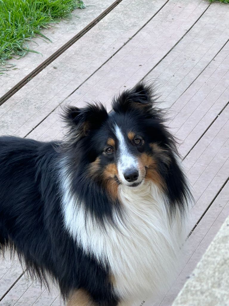 Shanks Des Shetland Des Pyrenees