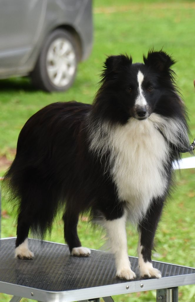 Vogue merry des Nakama D'Eiko