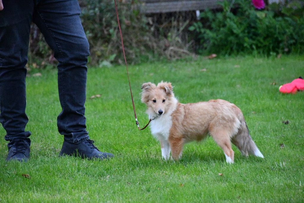 Ace d portgas des petites fées des  sables