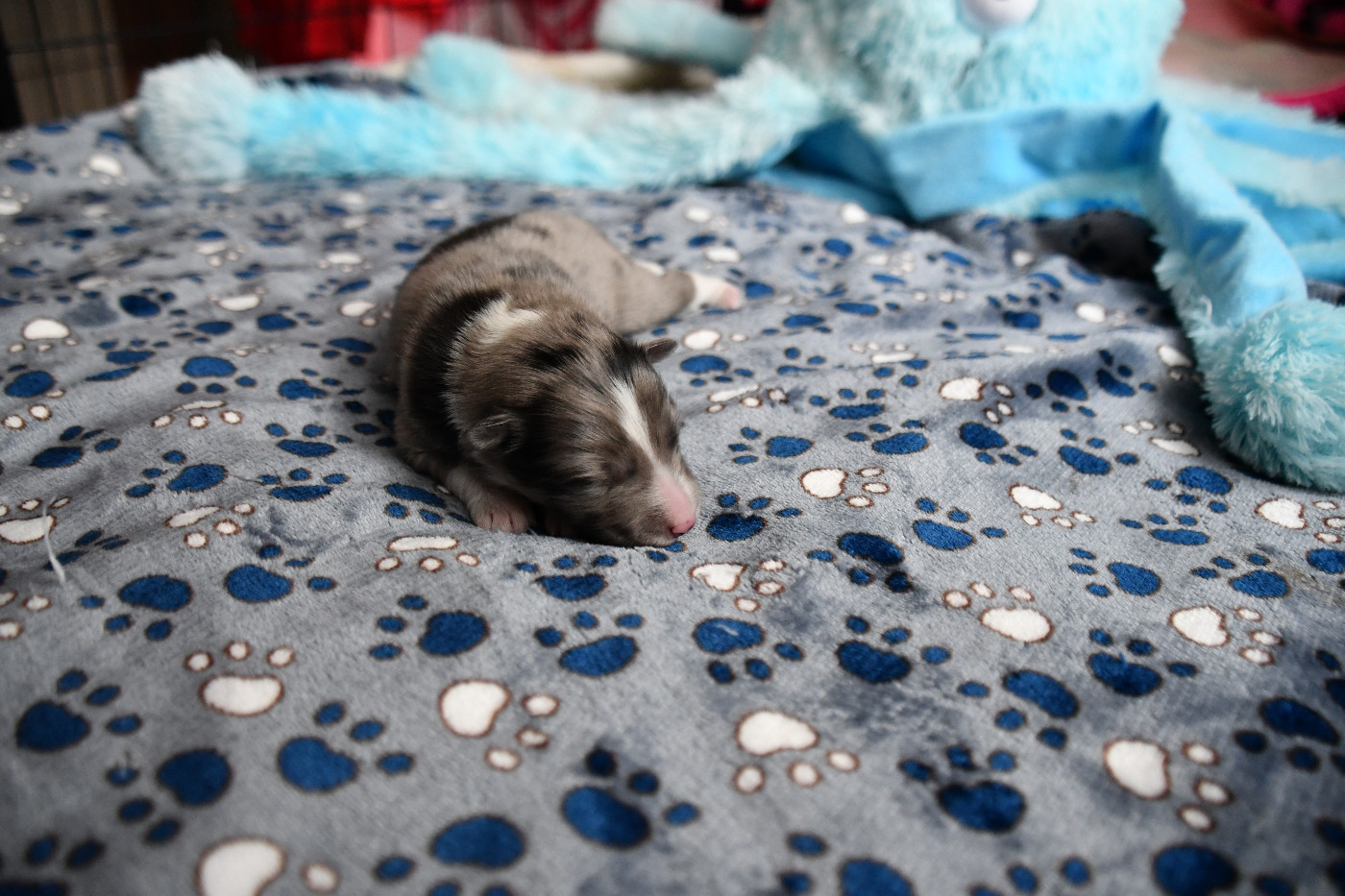 Nakama D'Eiko - Chiots disponibles - Shetland Sheepdog