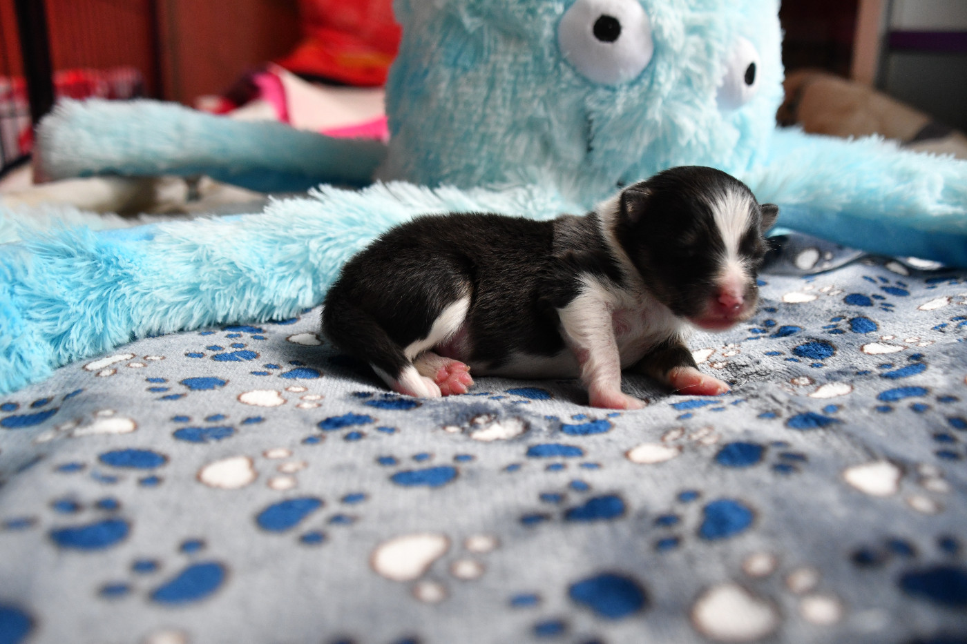 Nakama D'Eiko - Chiots disponibles - Shetland Sheepdog