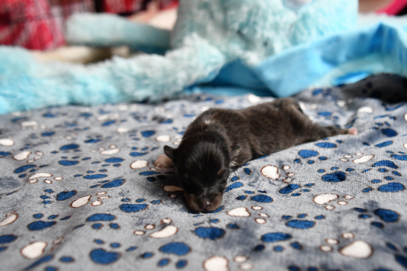 Nakama D'Eiko - Chiots disponibles - Shetland Sheepdog