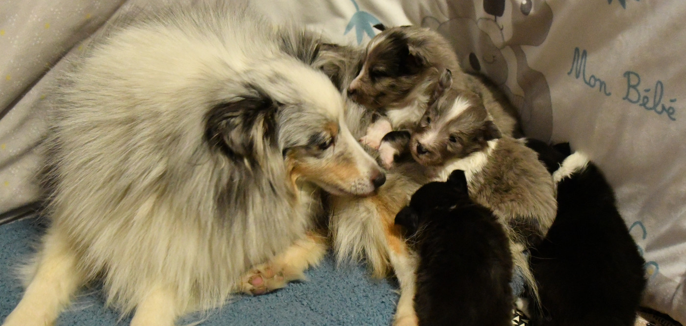 Chiot Shetland Sheepdog Nakama D'Eiko