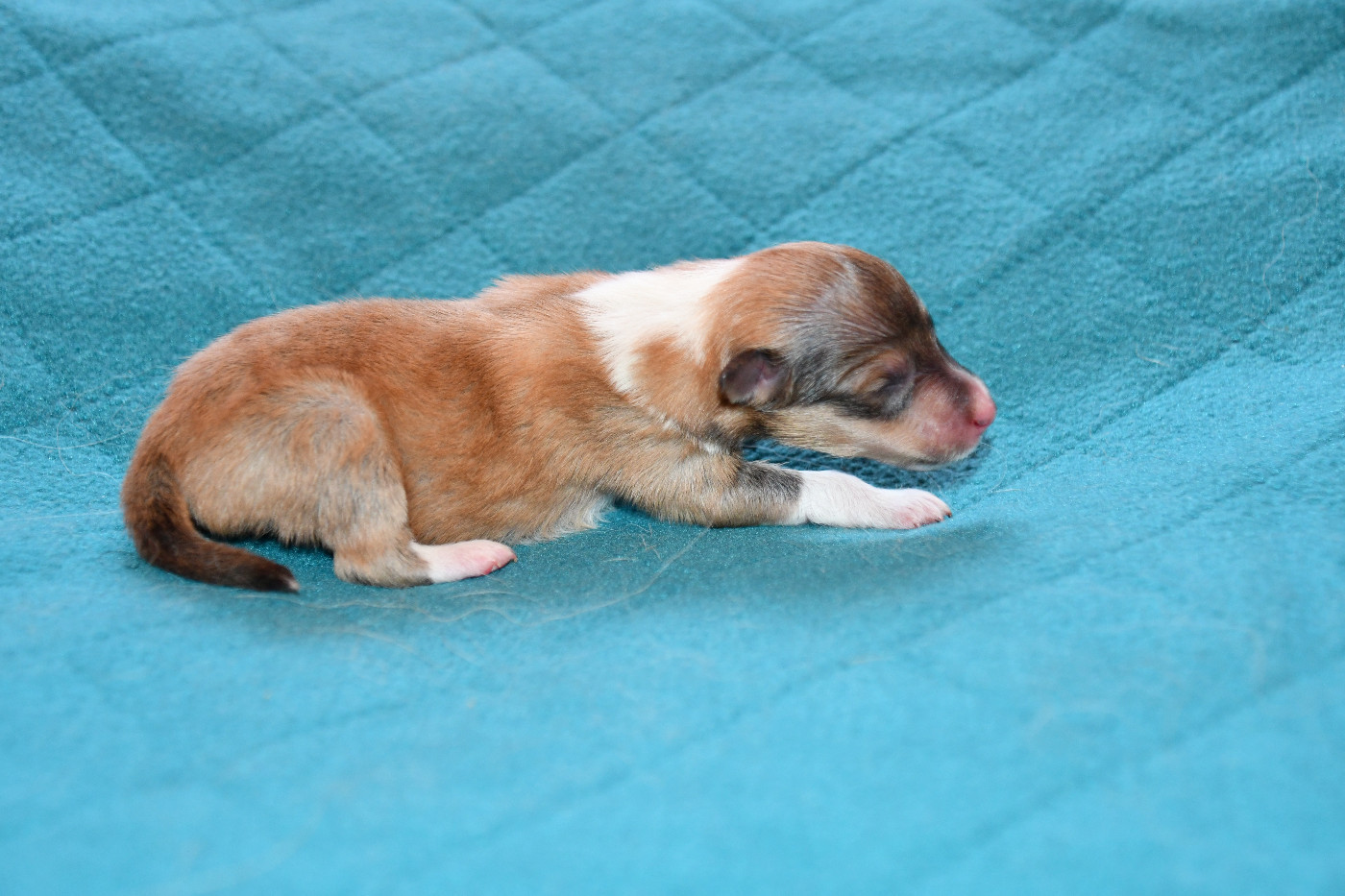 Nakama D'Eiko - Chiots disponibles - Shetland Sheepdog