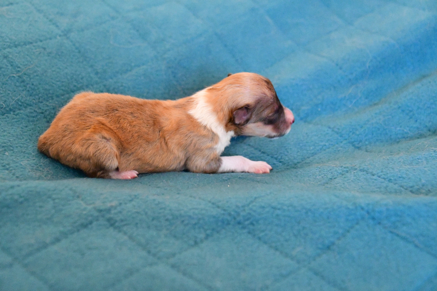 Nakama D'Eiko - Chiots disponibles - Shetland Sheepdog