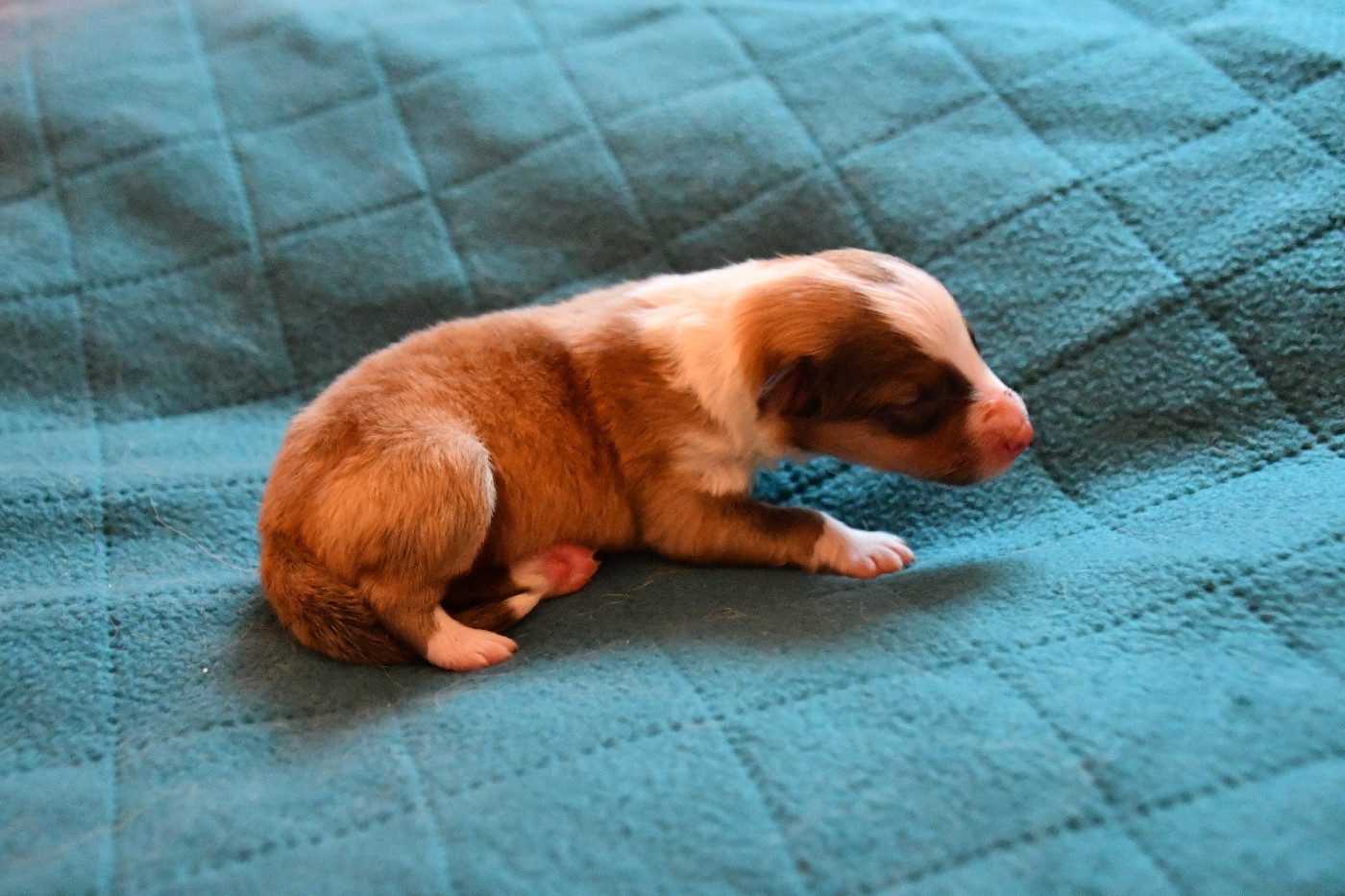 Nakama D'Eiko - Chiots disponibles - Shetland Sheepdog