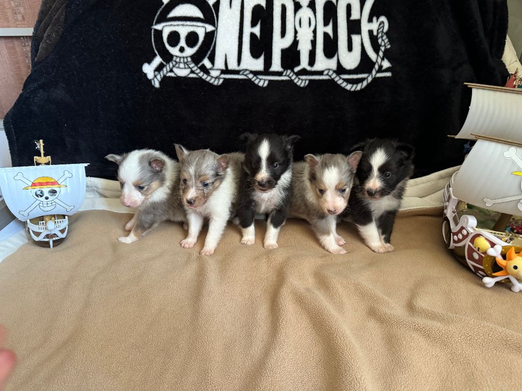 Nakama D'Eiko - Shetland Sheepdog - Portée née le 29/06/2024